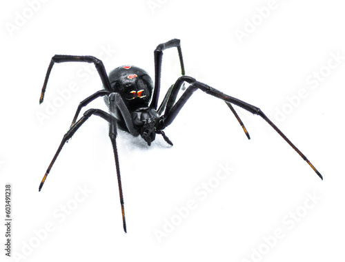 Latrodectus mactans - southern black widow or the shoe button spider, a venomous species of spider in the genus Latrodectus. Florida native. Young female isolated on white background front side view