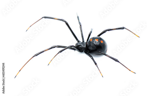 Latrodectus mactans - southern black widow or the shoe button spider, is a venomous species of spider in the genus Latrodectus. Florida native. Young female isolated on white background side view