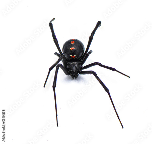 Latrodectus mactans - southern black widow or the shoe button spider, a venomous species of spider in the genus Latrodectus. Florida native. Young female isolated on white background top front view