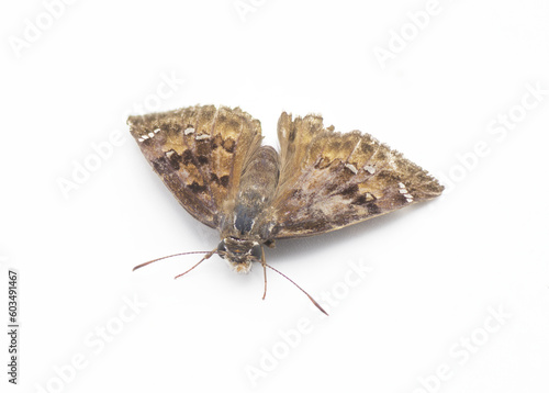 Horaces Duskywing - Erynnis horatius - a small medium brown butterfly with white spots on wing tips isolated on white background top front view