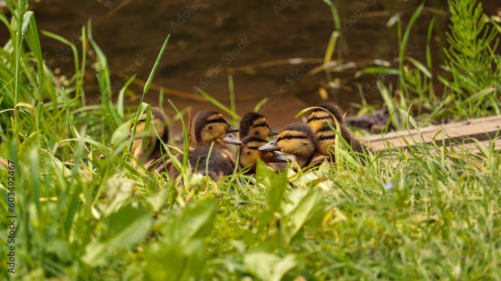 Ducklings near the river.