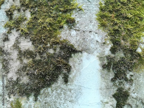 Green moss on the wall. The...