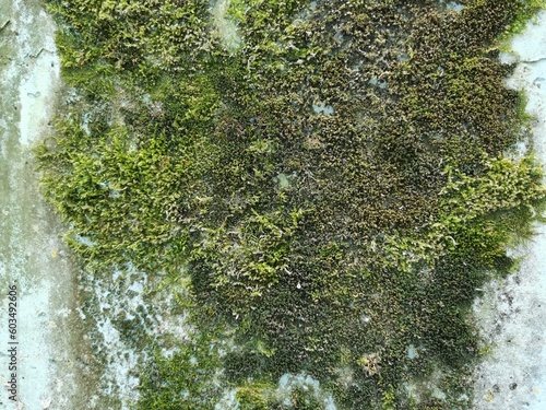 Green moss on the wall. The...