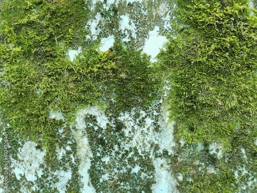 Green moss on the wall. The...