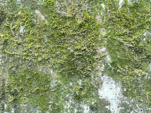 Green moss on the wall. The...