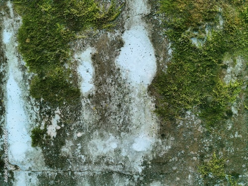 Green moss on the wall. The...