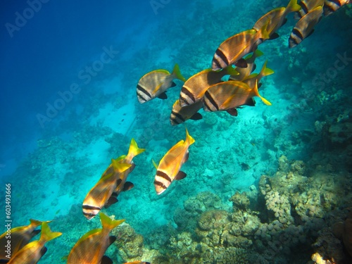 Group of tropical fish swimming in the ocean. Underwater photography, marine life in the sea. Animals and corals in the water. School of fish (Sea breams - sparidae) and coral reef.