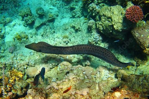 Big spotted moray eel on the coral reef. Animals in the ocean, corals and fish. Snorkeling with the marine life, underwater photography. Wildlife, picture from traveling.