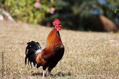 Red rooster singing on the farm in the morning. Portrait of the screaming cockerel