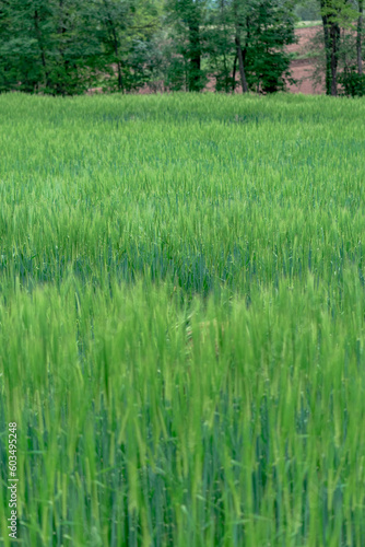 Green grass on green background. Tall green grass. Shallow depth of field of long green grass in a field. Wild meadow green grass