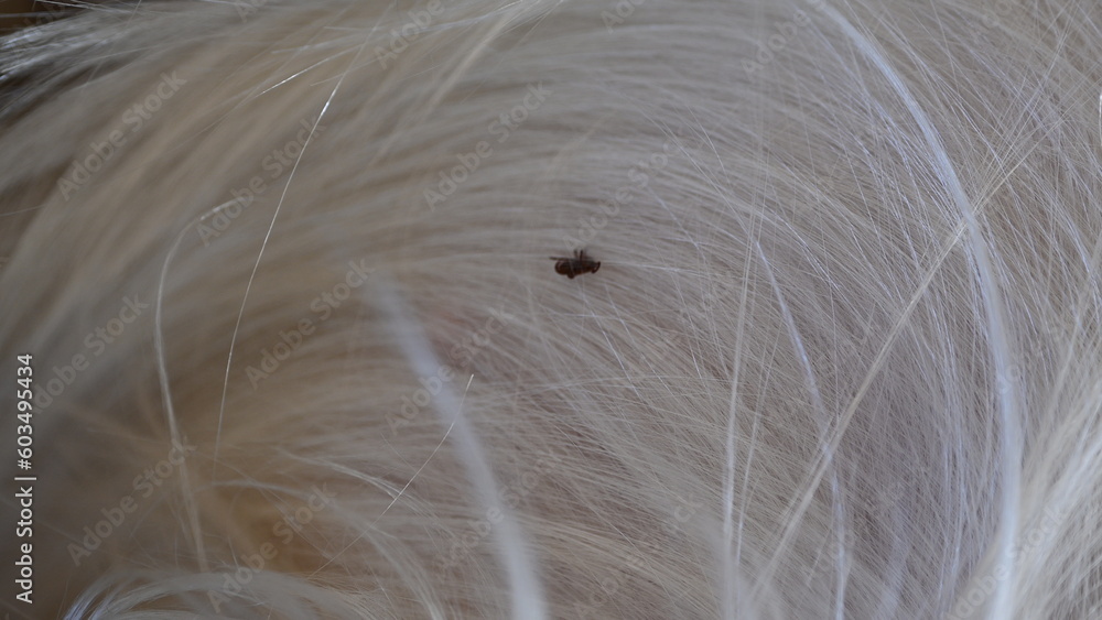 black tick on the white coat of a dog, tick bite to a dog, treatment of a dog after a parasite bite, pet after a bite, a pest on the dog's skin, the causative agent of encephalitis black tick on the white coat of a dog, tick bite to a dog, treatment of a dog after a parasite bite, pet after a bite, a pest on the dog's skin, the causative agent of encephalitis