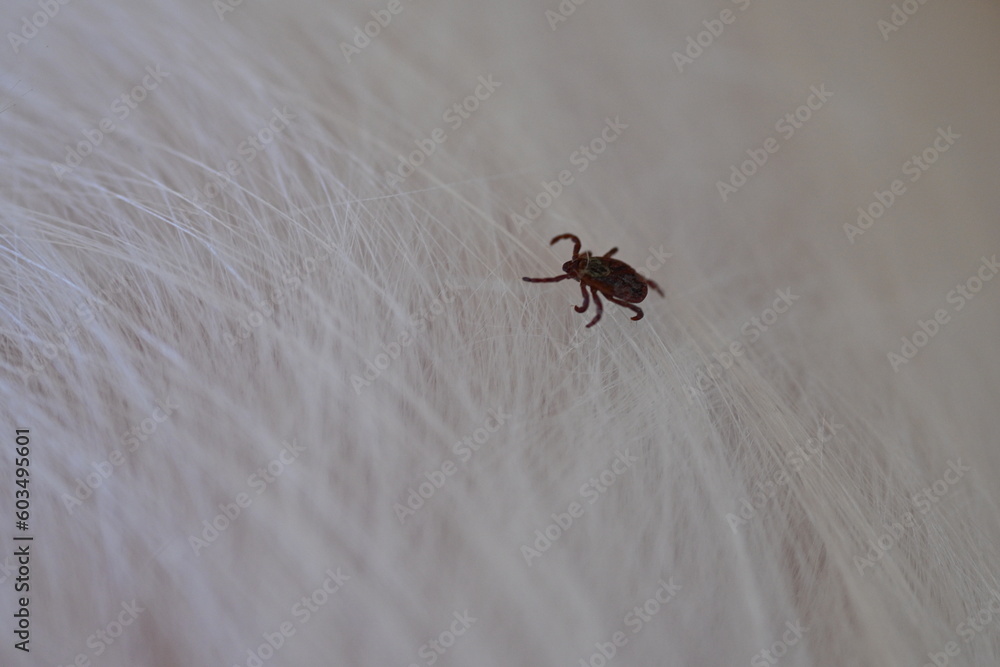 black tick on the white coat of a dog, tick bite to a dog, treatment of a dog after a parasite
