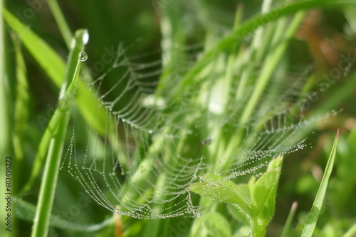 Spiderweb covered with dew drops © Raquel