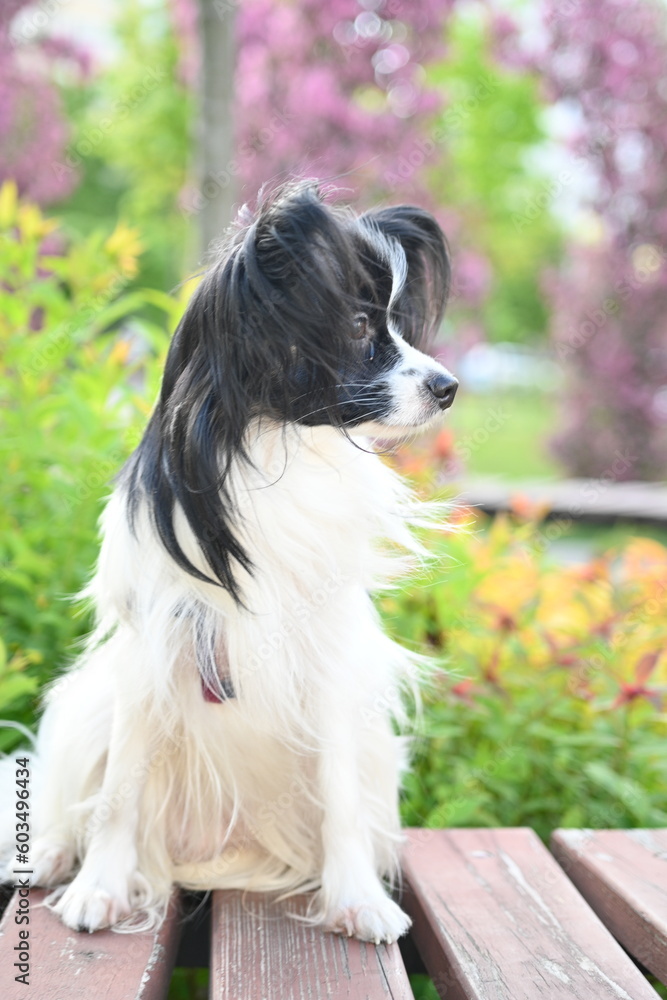 black and white papillon dog, lying dog on a bench close-up, tricolor coloring of the dog, big ears, pet on a walk, black and white papillon lying on a bench, toy continental spaniel on a green found