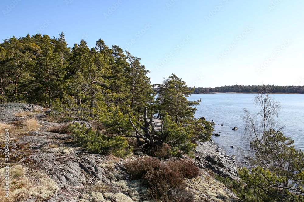 Pine tree forest areal cliff Baltic sea view in Sweden.