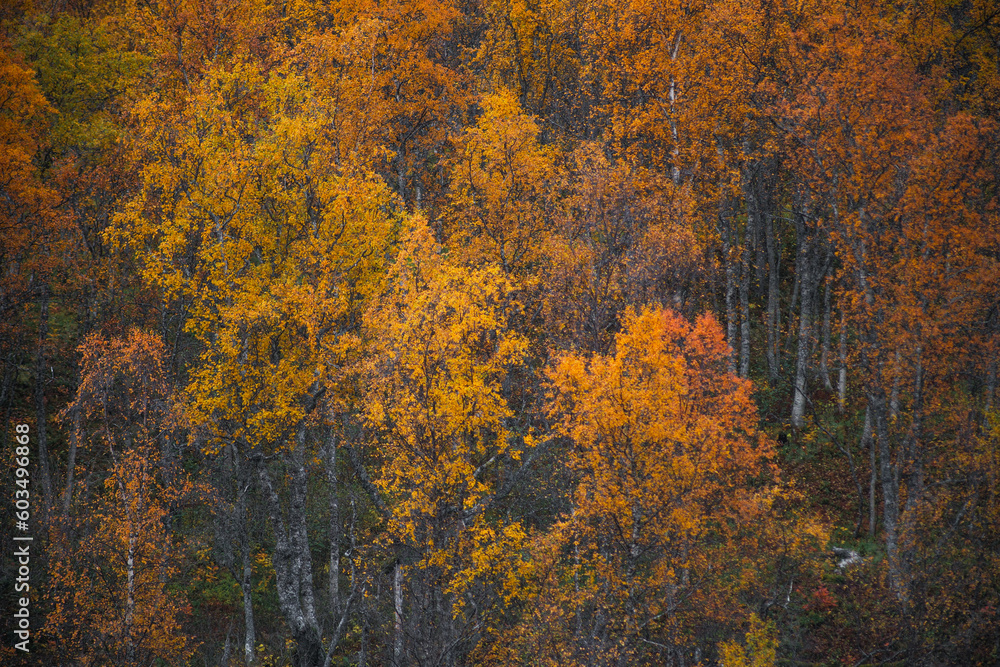 Telephoto shot of a forest woodlands of arctic northern scandinavia in a peak of autumn colors Telephoto shot of a forest woodlands of arctic northern scandinavia in a peak of autumn colors