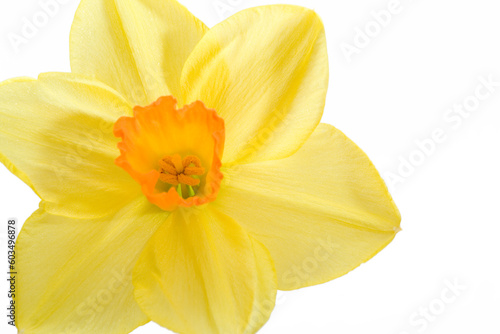 Daffodil on a bright white bakground.