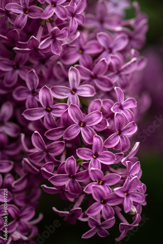 Lilac garden trees close up macro flowers,  nature spring time with free space text © Serhii