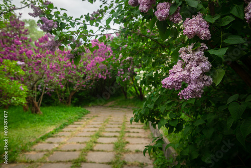 Lilac garden trees close up macro flowers, nature spring time with free space text