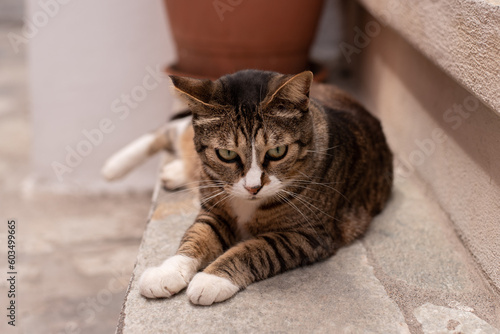 portrait of a cat stairs stray pet street tabby white socks greek greece nisyros postcard