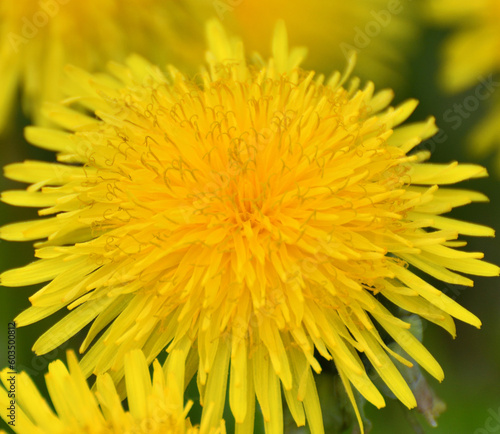 Big yellow dandelions close up on lawn