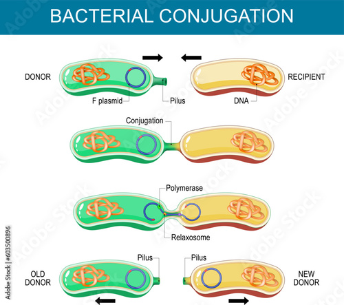Bacterial Conjugation. Horizontal gene transfer