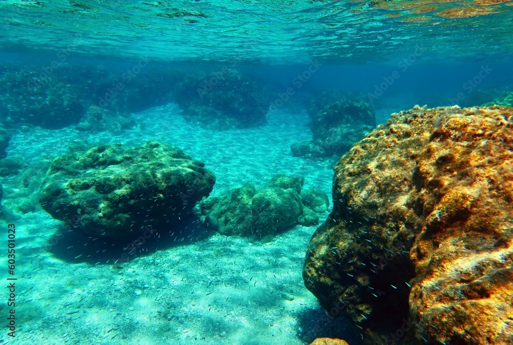 Obraz premium School of small fish swimming in the shallow sea. Seascape with marine life. Rocks and animals, undersea picture. Mediterranean reef with wildlife, underwater photography. 
