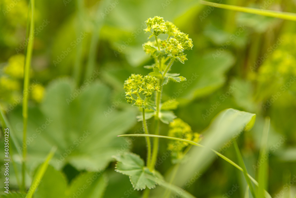 Close-up macro portrait of a lady's mantle flower, alchemilla Close-up macro portrait of a lady's mantle flower, alchemilla