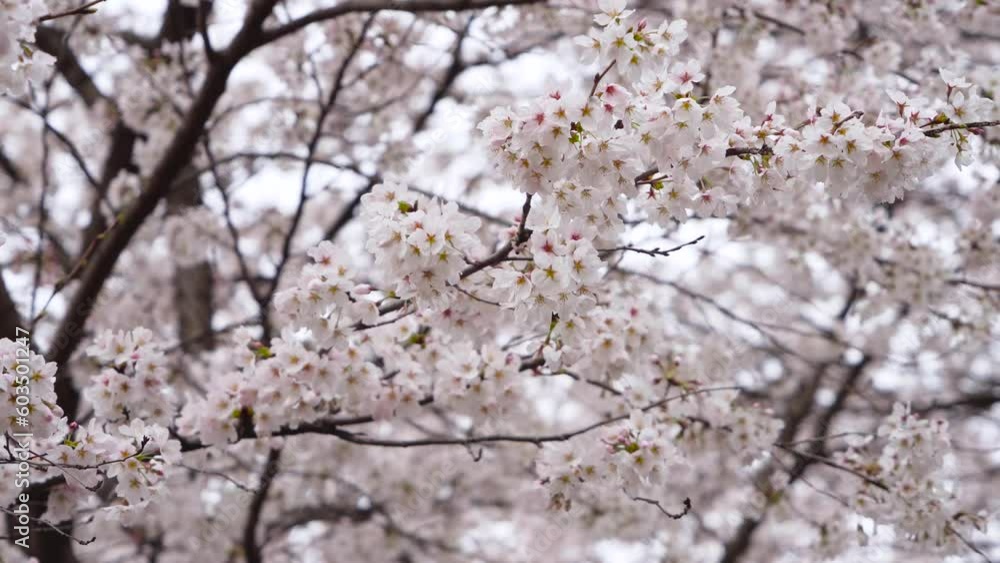 cherry blossom in the forest white flowers cherry blossom in the forest white flowers
