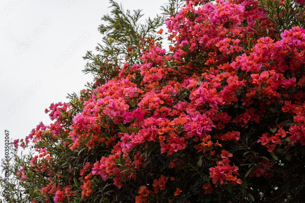 beautiful flowers bougainvillea tree kos town island greece Mediterranean travel postcard wallpaper pink red purple magenta 