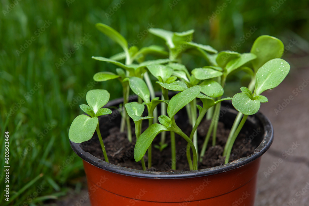 A pot with a sunflower sprouts in the garden.