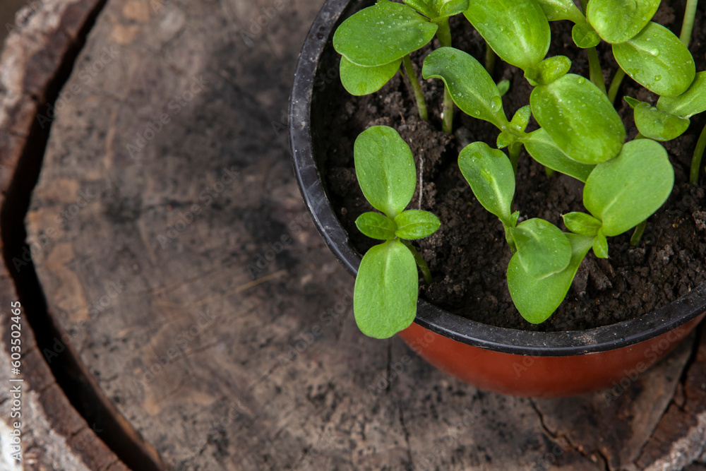 Pot with sunflower sprouts on a stump. Close-up. Copy space.
