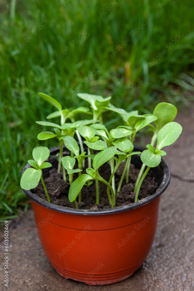 Pot with sunflower seedlings in the garden.