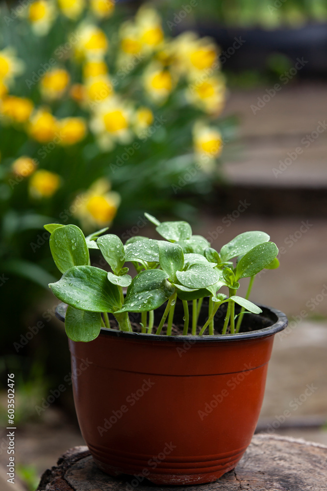 Pot with sunflower sprouts in the garden.