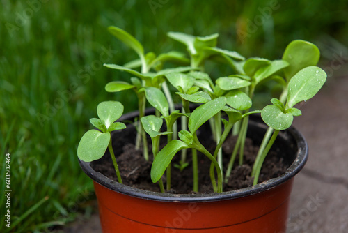 Obraz na płótnie A pot with a sunflower sprouts in the garden. w salonie