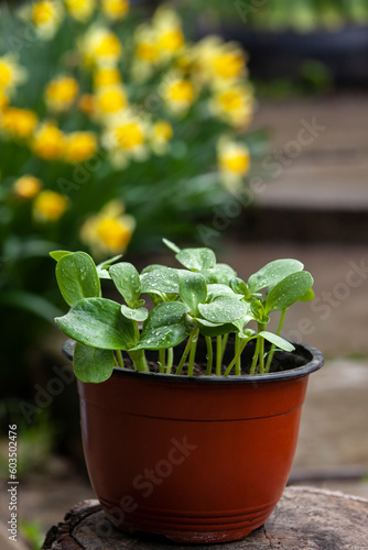 Obraz na płótnie Pot with sunflower sprouts in the garden. w salonie