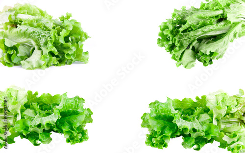 green lettuce set isolated on white