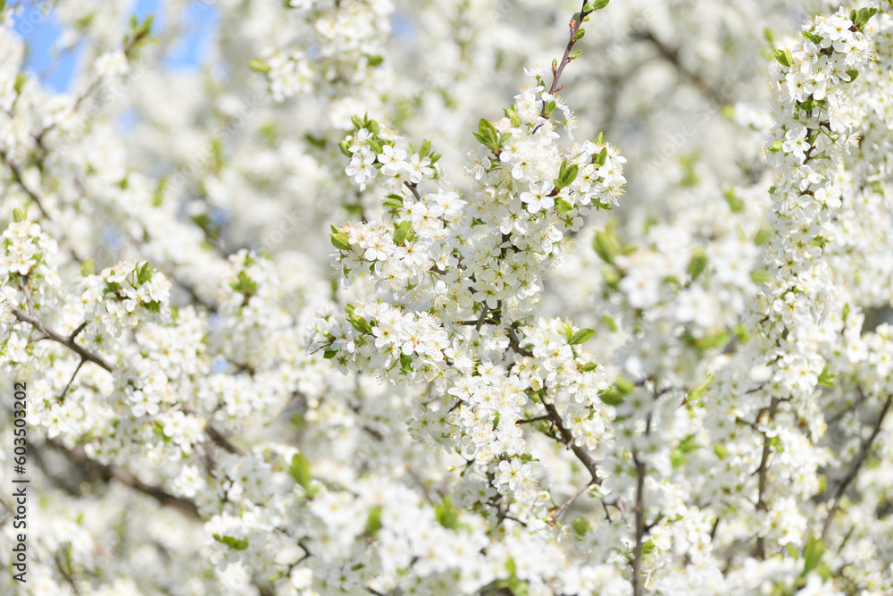 Cherry tree blooms profusely in the spring Cherry tree blooms profusely in the spring
