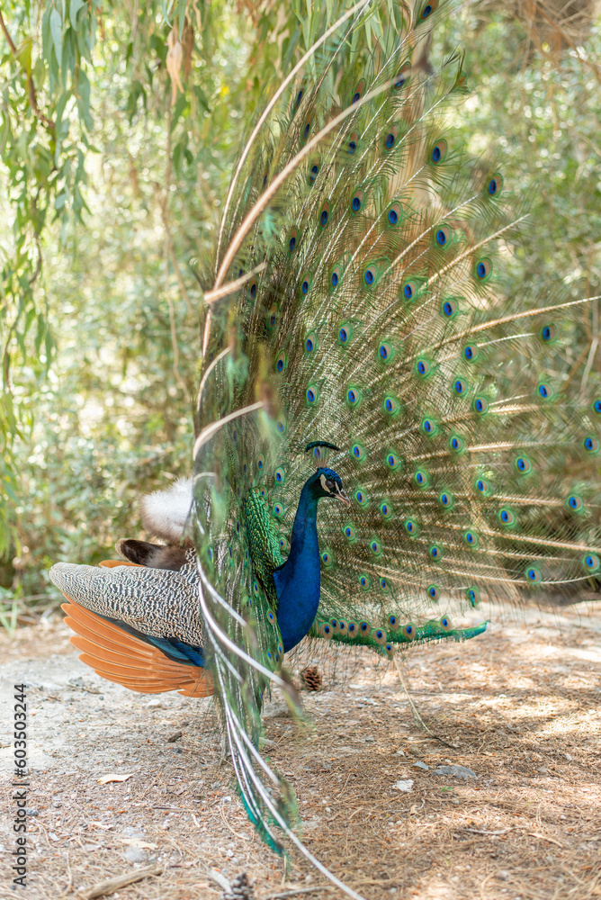 Obraz premium beautiful peacock portrait bird big proud feather blue green shiny shine elegant greece plaka forest wild wildlife fauna europe woods male mating season tail dancing dance courtship display wallpaper
