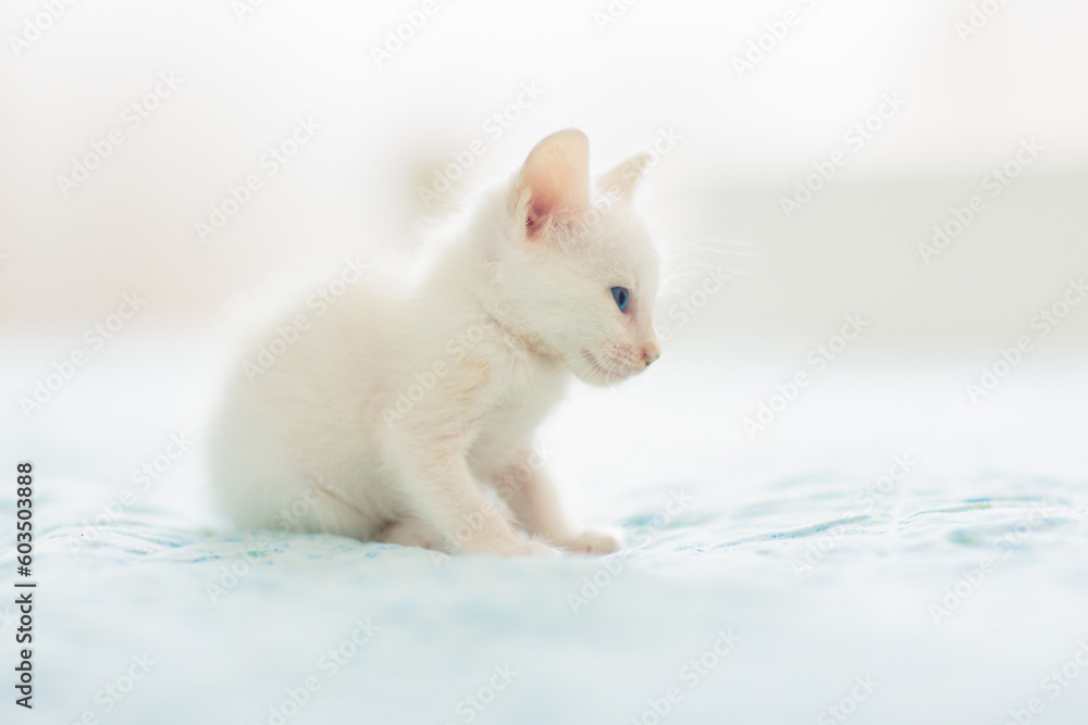 Baby cat. White kitten on blue blanket. Baby cat. White kitten on blue blanket.