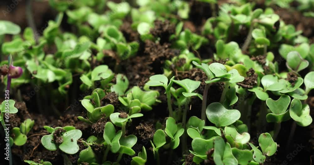 Growth Unveiled: Mesmerizing Forest Sprouts in Captivating Macro Time-lapse Footage. Witness the Enchanting Transformation of Nature's Beauty Growth Unveiled: Mesmerizing Forest Sprouts in Captivating Macro Time-lapse Footage. Witness the Enchanting Transformation of Nature's Beauty