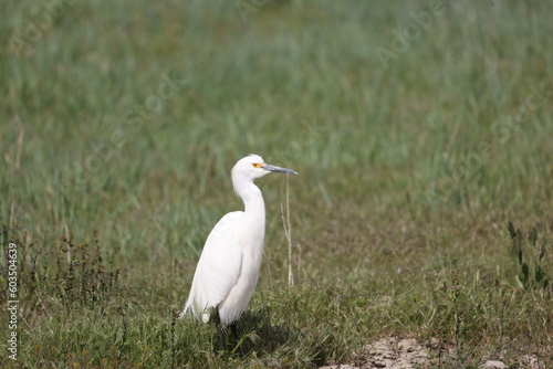 Snowy egret bird in the grass