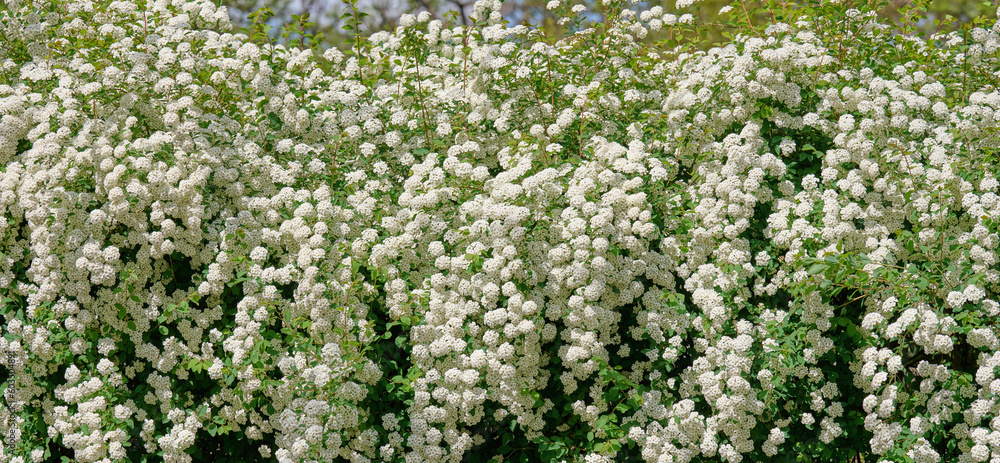Spirea bushes with white flowers on a spring day Spirea bushes with white flowers on a spring day