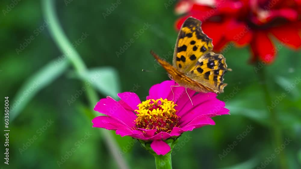 butterfly on flower butterfly on flower