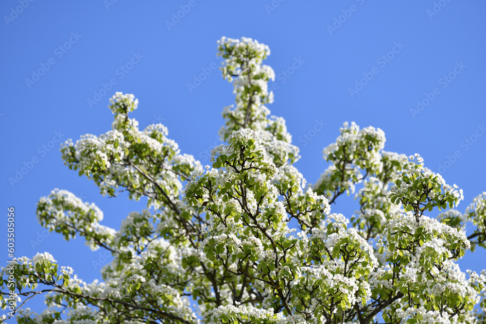 Abundantly flowering pear tree against the sky
