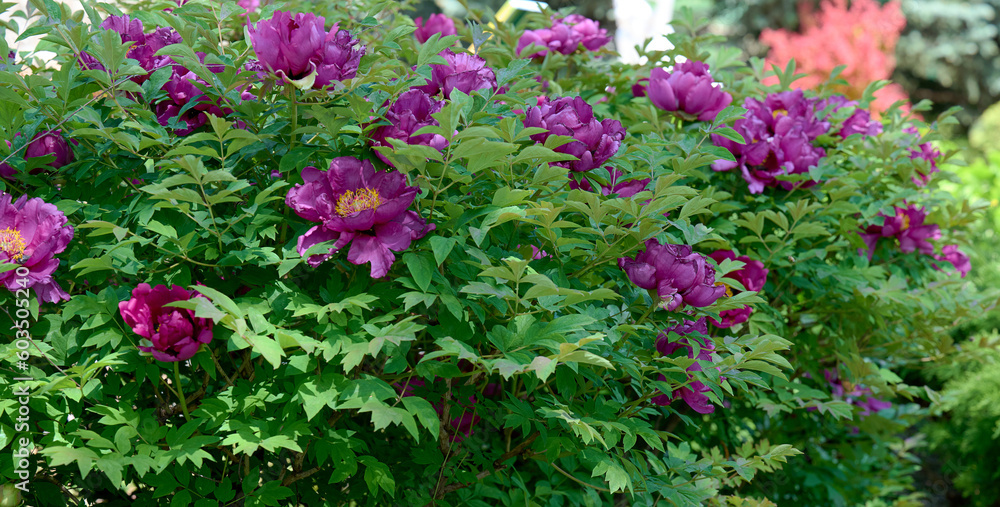 Tree peony bush with green leaves and pink flowers in the park