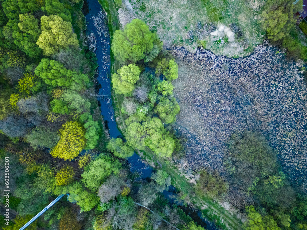 View of the forest and river from the drone