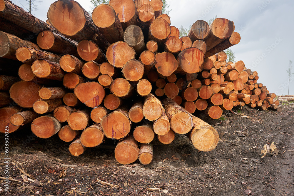 Stacked round wooden blocks background. Pine tree cut and stacked. Stacked round wooden blocks background. Pine tree cut and stacked.