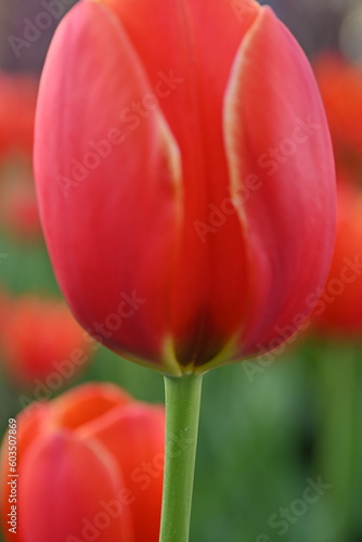 red tulip on a green background, red green background, background in the style of mymalism, banner for printing, bright photos of nature, tulip petals close-up, macro photography of the flower © Анна Климчук