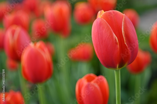 red tulip on a green background  red green background  background in the style of mymalism  banner for printing  bright photos of nature  tulip petals close-up  macro photography of the flower